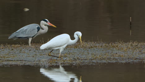 pesca de garzas en un pantano o estanque