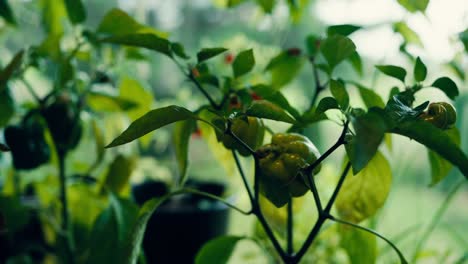 Green-Paradeisfruchtiger-Gelber-Pepper---Pumpkin-Shaped-Sweet-Pepper-In-The-Garden