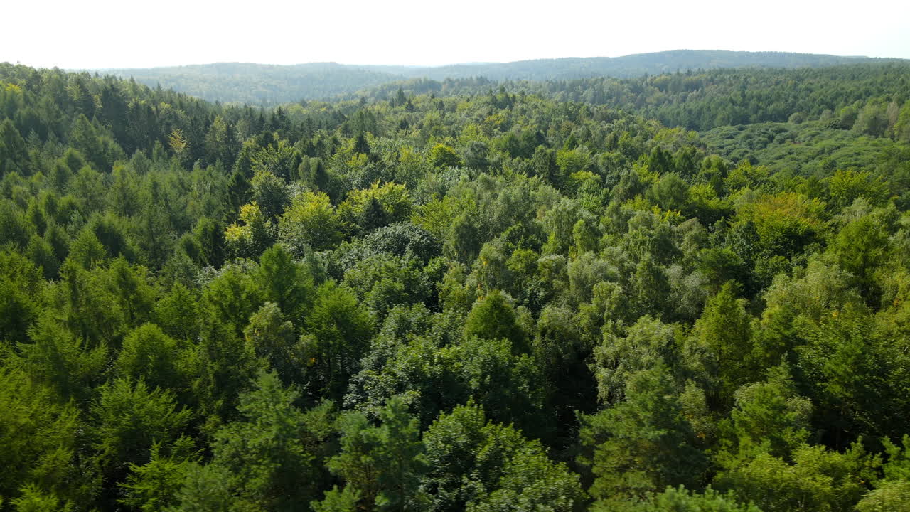 Magnifica e folta foresta rigogliosa di Witomino a Gydnia, Polonia, in estate
