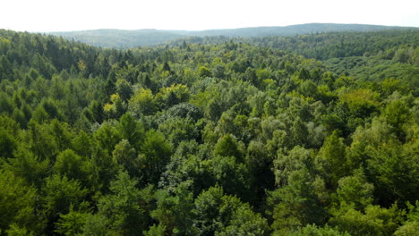 Atemberaubender-Und-Struppiger-üppiger-Wald-Von-Witomino-In-Gydnia-Polen-Im-Sommer