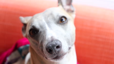 whippet dog looks at camera then looks away. 4k.