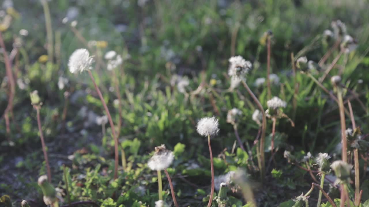 los dientes de león soplando en el viento