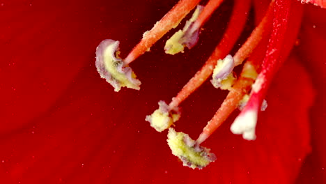 close-up of a flower's stamens