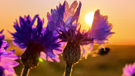 close-up of purple cornflowers glowing in golden sunset light on summer evening. cornflowers swaying in the wing on sunset