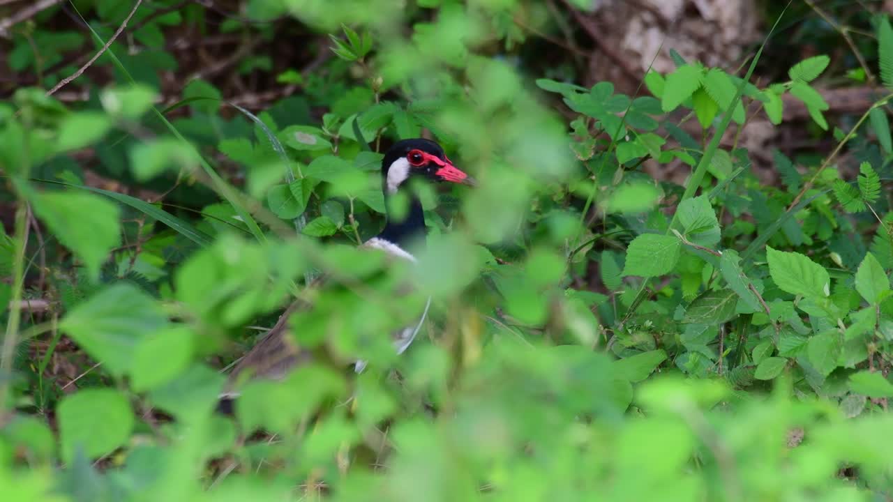 avefría de barbas rojas, vanellus indicus, parque nacional kaeng krachan, tailandia