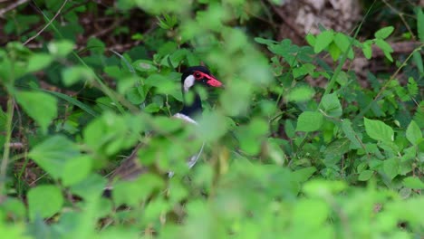 Rot-wattled-Kiebitz,-Vanellus-Indicus,-Kaeng-Krachan-Nationalpark,-Thailand