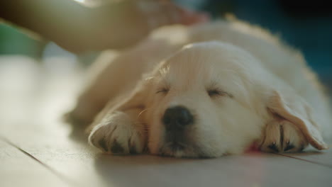 la mano de un hombre está acariciando a un lindo cachorro peludo que está tomando el sol