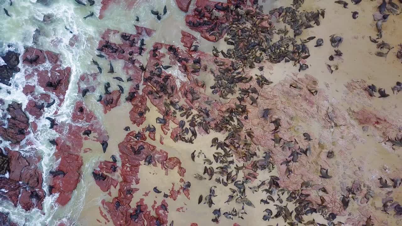 antena sobre la colonia de reserva de focas de cape cross en la costa de los esqueletos de namibia 2