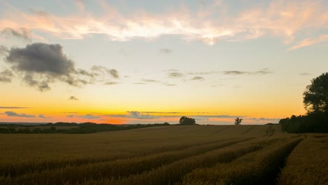 time lapse, panoramic landscape view of golden cultivated fields, during sunset