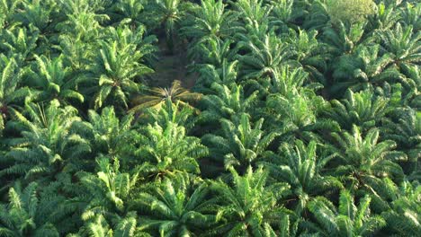 birds eye view aerial flyover large hectares of palm tree plantations, high quality grown in the tropics, agricultural industry, primary source of economy