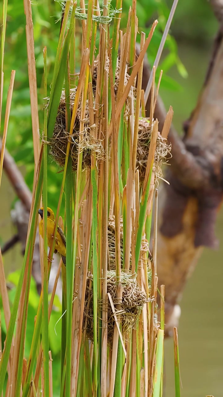 Yellow weaver bird constructs a nest among green reeds in a bright wetland environment.
