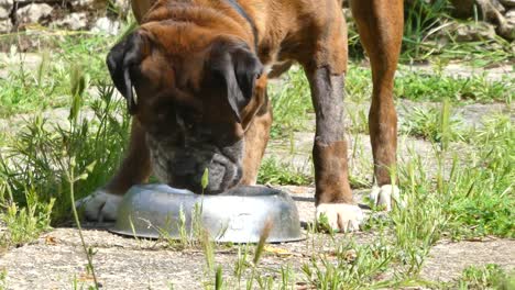 perro boxeador alemán comiendo en un jardín