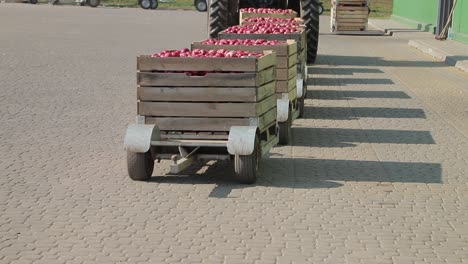apple harvest. driver of tractor is transporting trailers with apples. juicy red apples