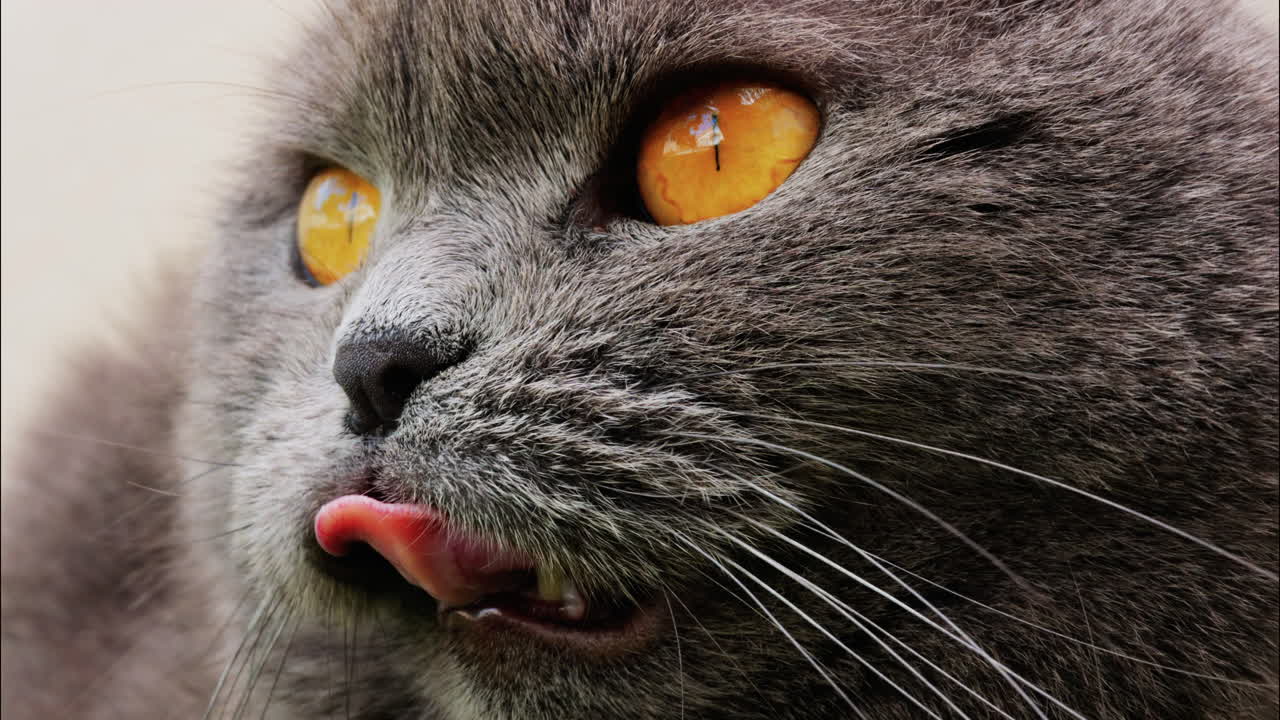 Close up of a Scottish Fold cat with orange eyes resting with a blurred background
