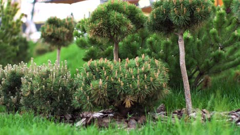 ornamental pine trees in a garden setting