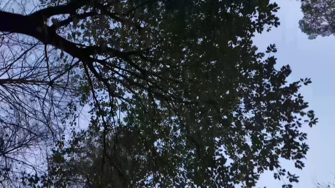 Tall tree forest nature branches canopy walking looking at clear sky blue color outdoor