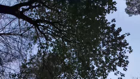 tall tree forest nature branches canopy walking looking at clear sky blue color outdoor