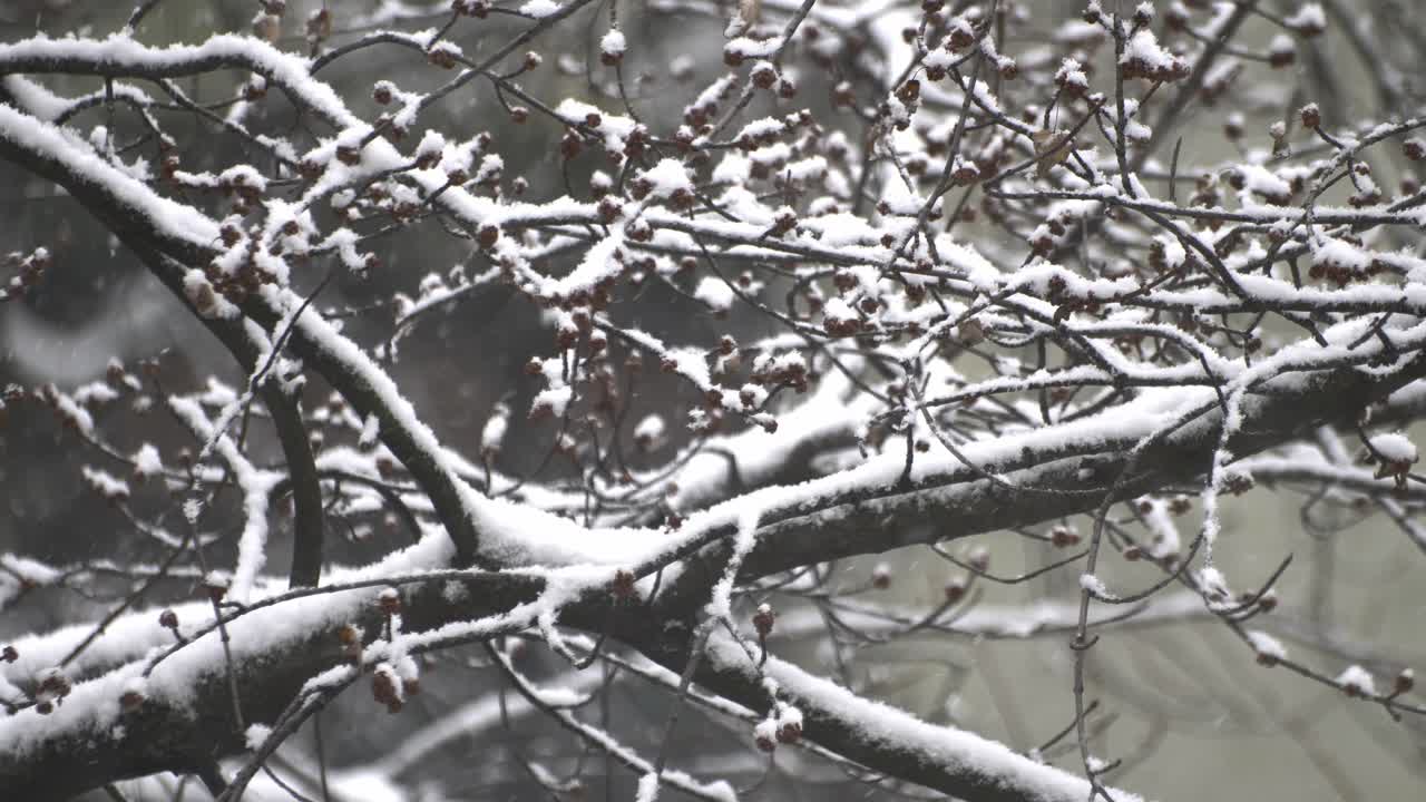 올해의 첫 번째 눈, 눈  ⁇ 인 나무 가지와 눈알이 떨어지는 더 가까운  ⁇  1