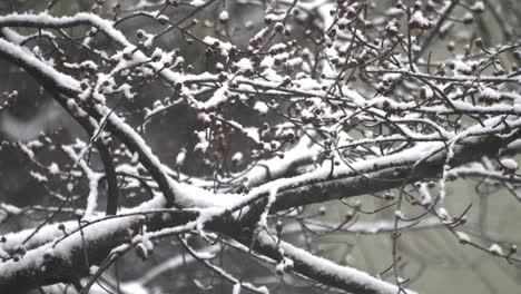 firt snow of the year, closer shot of snowy tree branches and snowflakes falling 1