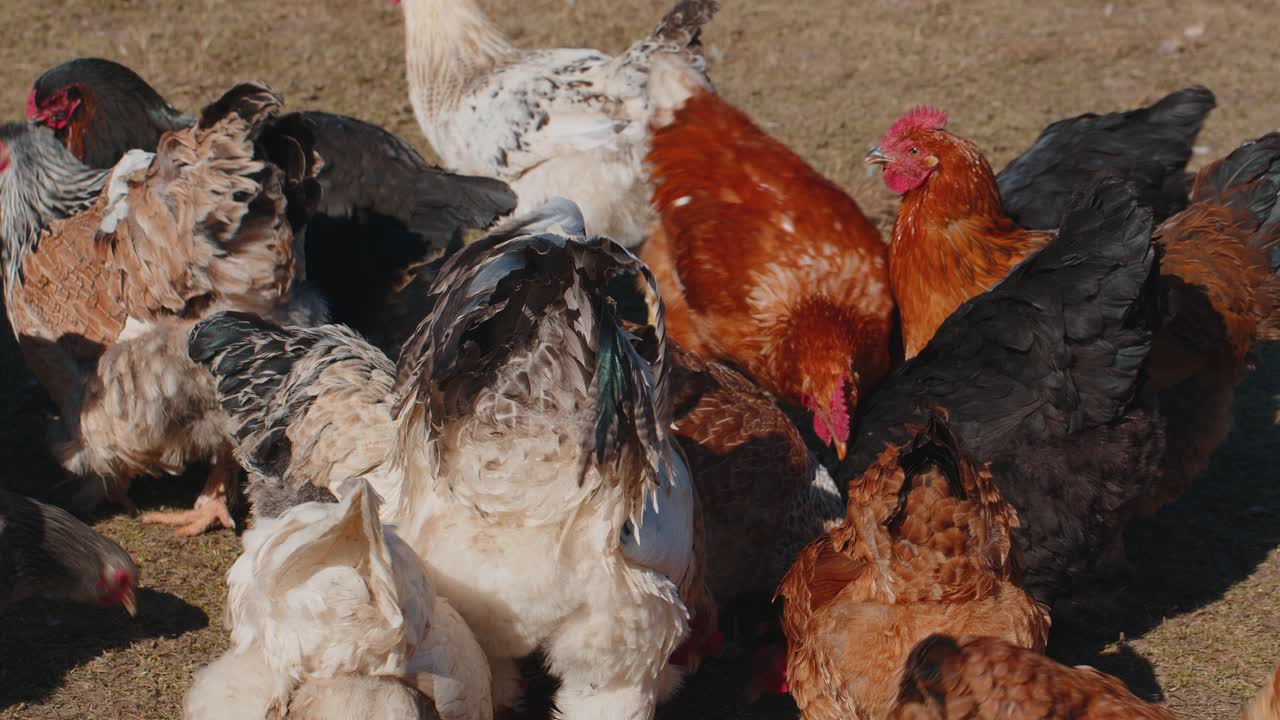 pollos y gallos domésticos que comen granos en granjas de pasto libre con hierba amarilla en pequeñas granjas ecológicas