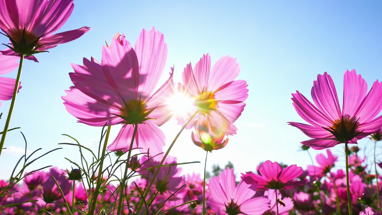 Video en ángulo bajo de vibrantes flores rosas contra un cielo azul claro, capturando la luz del sol