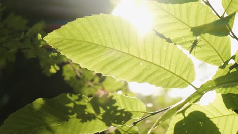Insektenfliegensilhouette-Auf-Grünem-Blatt-Mit-Sonnenstrahlen-Durch,-Nahaufnahme,-Waldkonzept