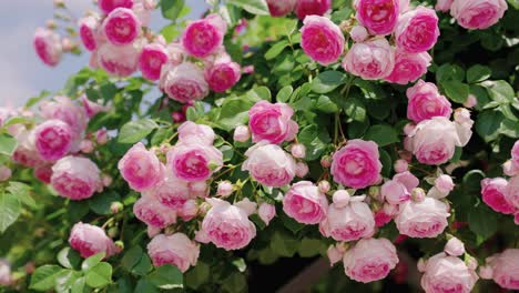 pink rose bushes blooming in spring sun, osaka, japan, pan right