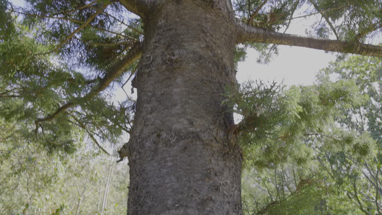 tronco de árbol y ramas cerca de un coche estacionado