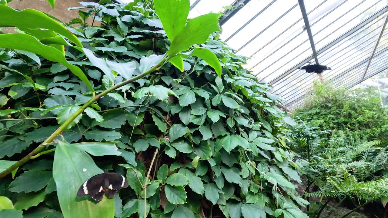 울창 한 온실 에서 잎 에 고 있는 나비