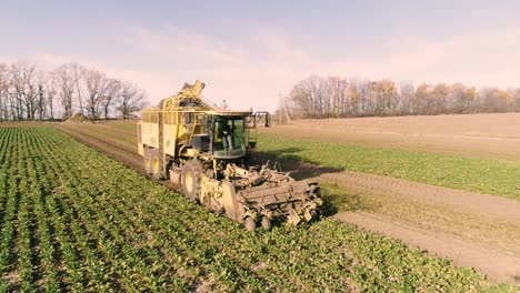 sugar beet root harvesting process, sunlight. aerial.