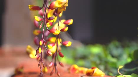 flor de muñeca thunbergia. flor exótica