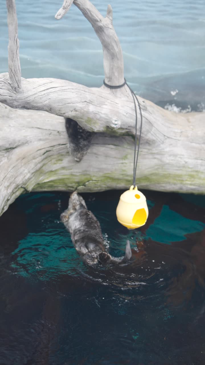 A Sea Otter Swims Next to Driftwood