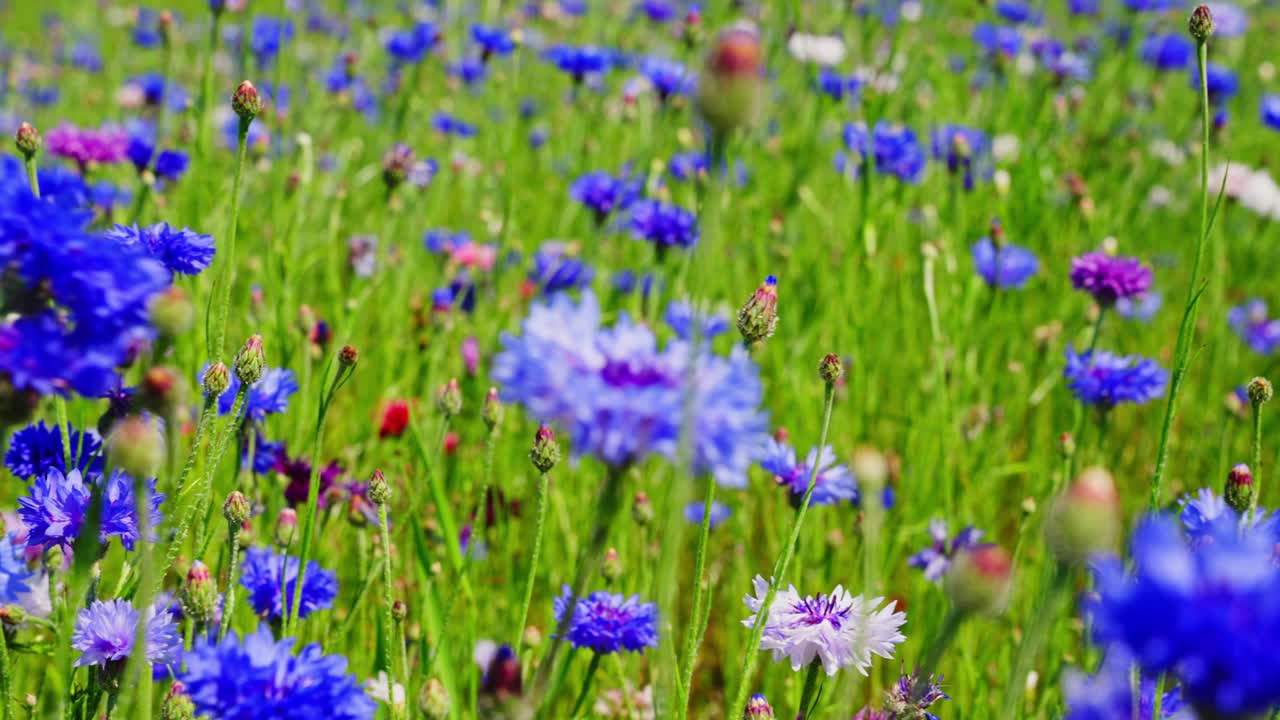 Colorful wildflower field with vibrant blue cornflowers, gently swaying in the breeze