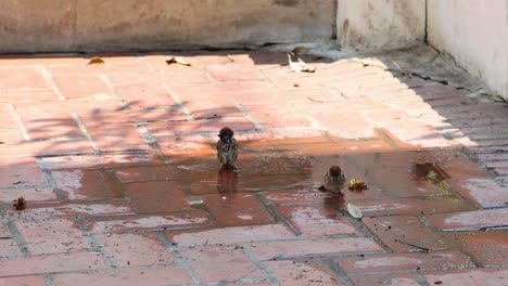 aves disfrutando del agua en una superficie de ladrillo