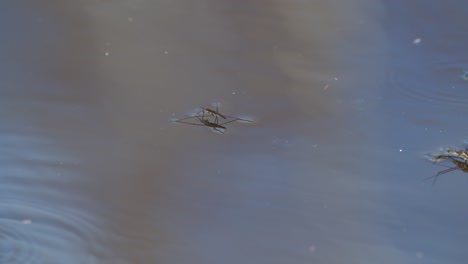 common pond skater or common water strider slides above water in breeding season