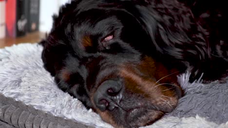 A-Gordon-Setter-enjoying-a-relaxing-afternoon