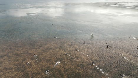 bandada de patos y pájaros volando bajo y tocando el agua con sus pies en una hermosa laguna con aguas poco profundas y claras