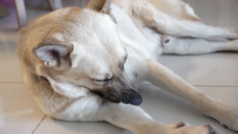 dog cleaning himself by biting his legs