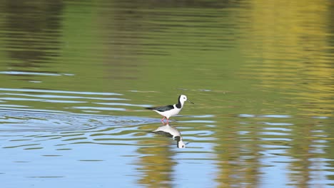 a black-winged stilt gracefully wades through reflective waters in akaroa, new zealand, under bright natural lighting