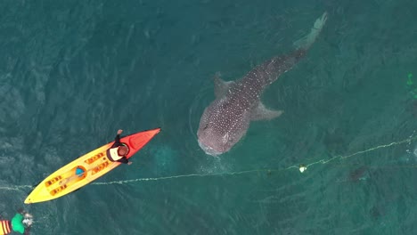 Middle-aerial-shoot-of-the-white-shark-and-a-male-park-worker-feeding-it-in-a-crystal-water-at-Bohol-island