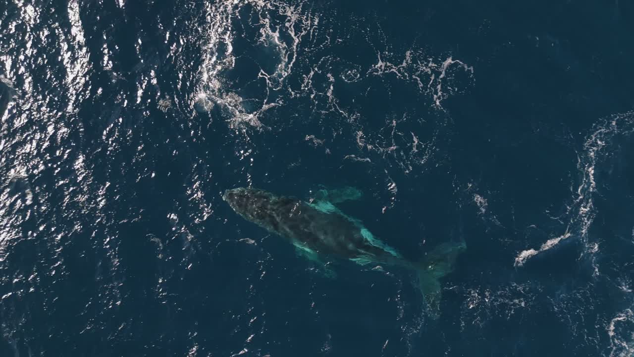 Aerial Top-Down Shot of Humpback Whale Blowing Water Spout and Diving into Clear Blue Ocean on Sunny Day