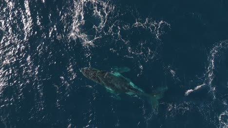 aerial top-down shot of humpback whale blowing water spout and diving into clear blue ocean on sunny day