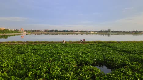 workers harvesting in a crop field at sunset in thailand