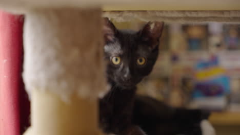 black cat with yellow eyes looking under scratching post, peeks over soft surface and bites the edge. closeup tracking shot