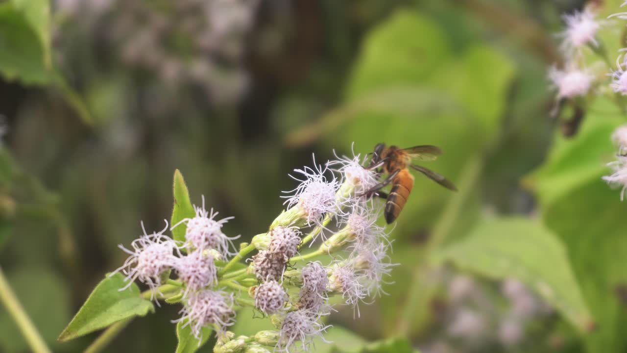 벌들이 야생화에서 꿀을 모으고 있다