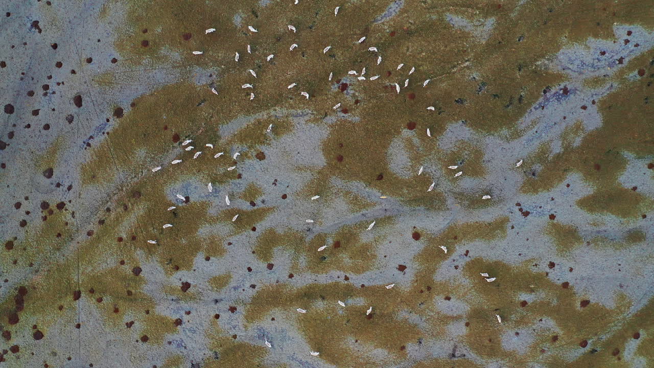 gran manada de renos pastando alrededor del paisaje glacial en el sur de islandia - disparo de drones