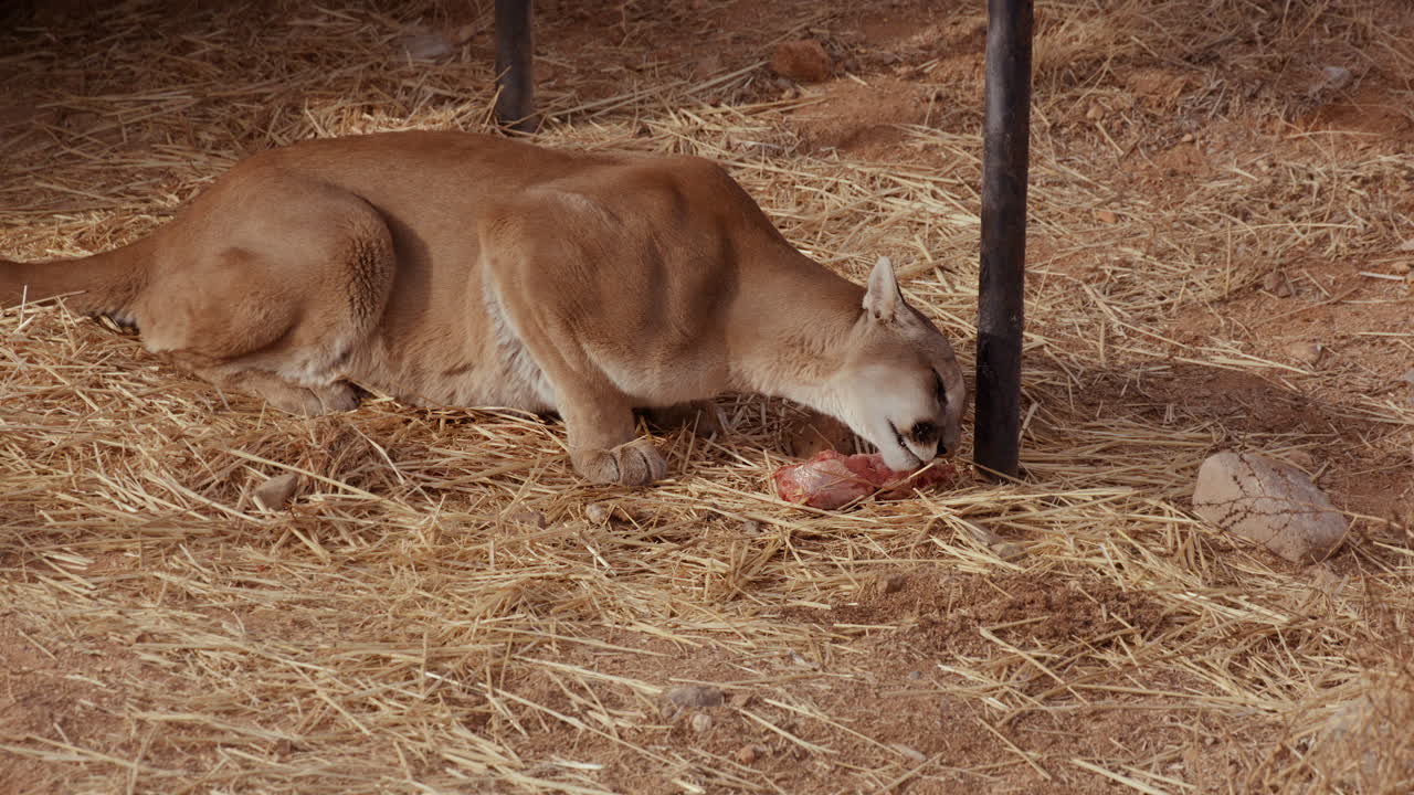 Berglöwe in einem Gehege frisst großes Stück Fleisch – Totale