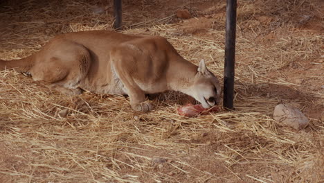 mountain lion in enclouser eating large piece of meat - wide shot