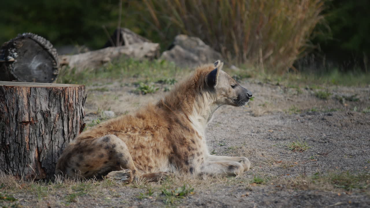 하이에나는 잘라진 나무 에서 휴식을 취하고 있습니다.