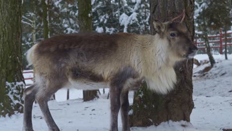 close view of a young reindeer standing in a snowed forest